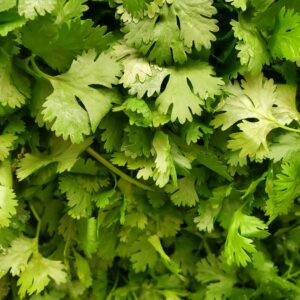 Coriander